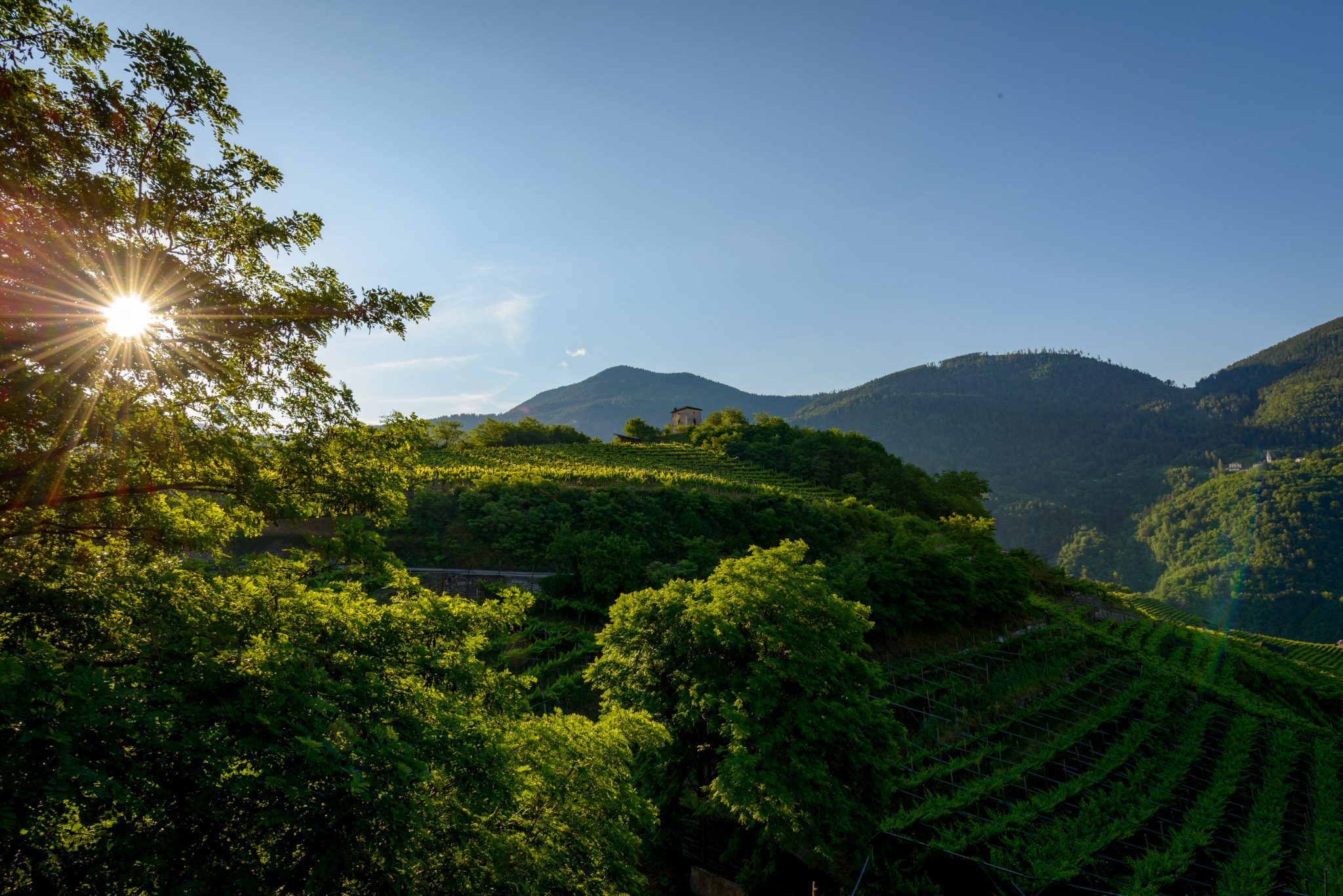 Blick auf das Weingut Pixner mit der \